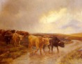 /album/resim-galerisi/barker-wright-highland-cattle-jpg/