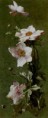 /album/resim-galerisi/bednar-otto-carnations-jpg/