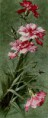 /album/resim-galerisi/bednar-otto-chrysanthemus-jpg/