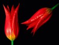 /album/resim-galerisi/normal-red-hot-tulips-jpg/