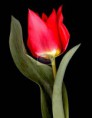 /album/resim-galerisi/normal-tulip-1-c-w-jpg/