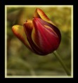 /album/resim-galerisi/redyellowtulipve1ra8-jpg/