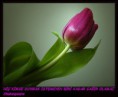 /album/resim-galerisi/shakespearenx3-jpg/