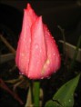 /album/resim-galerisi/tulip-jpg/