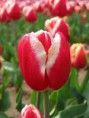/album/resim-galerisi/tulip-floriade-canberra02-jpg/